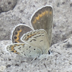 Plebejus fridayi