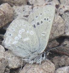 Satyrium semiluna