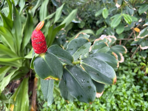 Foto de Cana-de-macaco