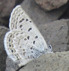 Icaricia shasta