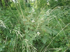Althaea officinalis