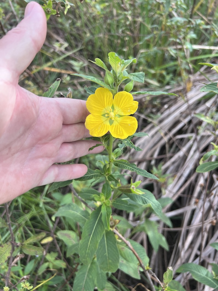 Foto de Ludwigia