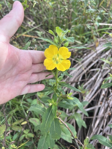 Ludwigia