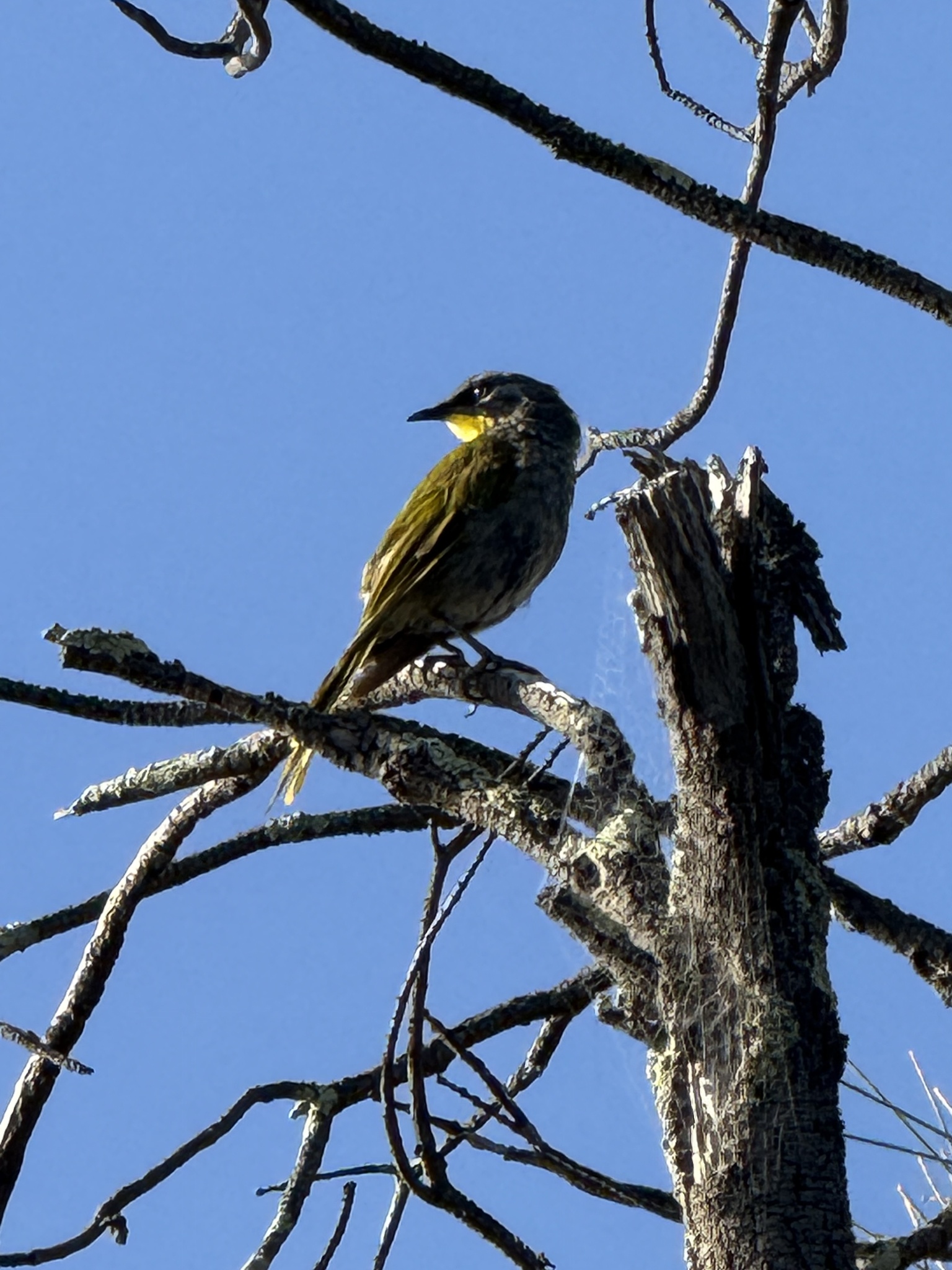 Yellow-throated Honeyeater (Nesoptilotis flavicollis), photo 6