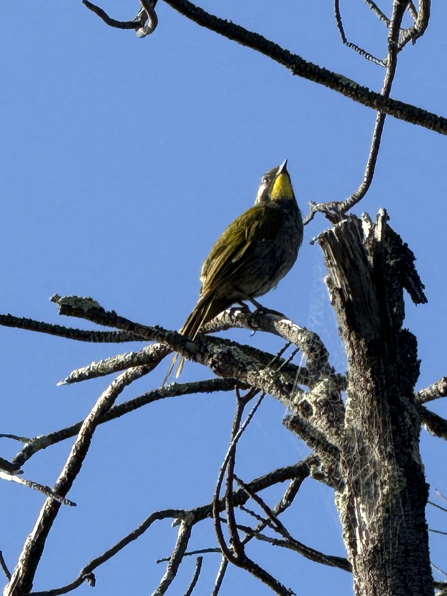 Yellow-throated Honeyeater (Nesoptilotis flavicollis), photo 7