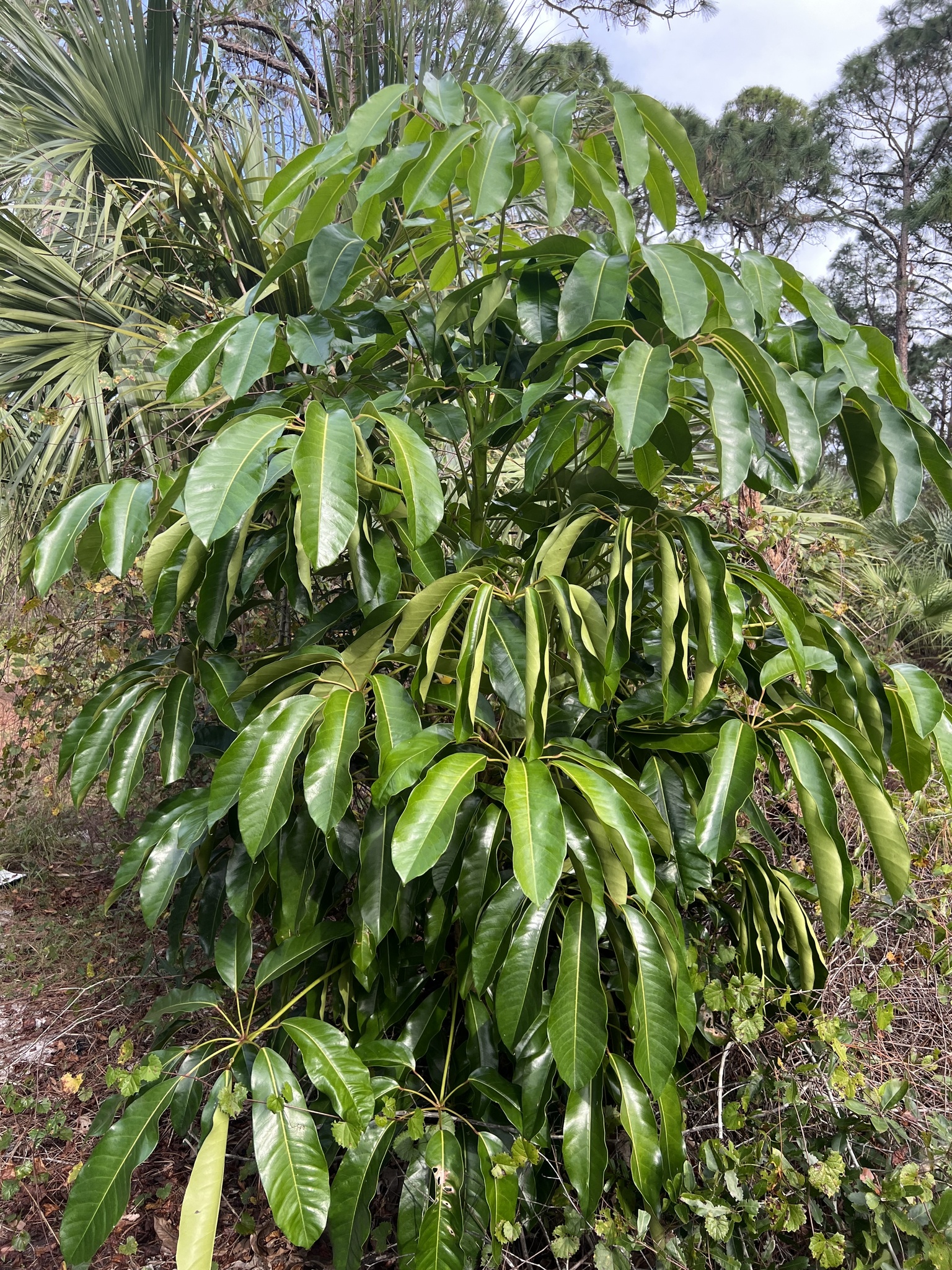 Imagem de Árvore guarda-chuva