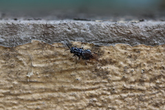 Stratiomyidae