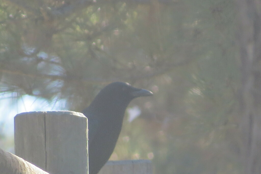 January Crow American Crow from Discovery Lake, San Marcos, CA 92078, USA on January ...