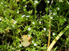 Plagiobothrys scouleri