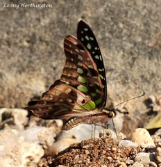 Graphium agamemnon agamemnon