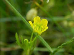 Ranunculus arvensis