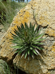 Agave schidigera