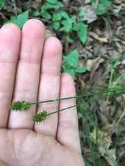 Carex muehlenbergii