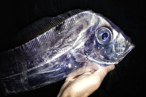 King-of-the-salmon (Trachipterus altivelis) — Trachipteridae — 2