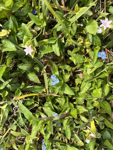 Foto de Trapoeraba