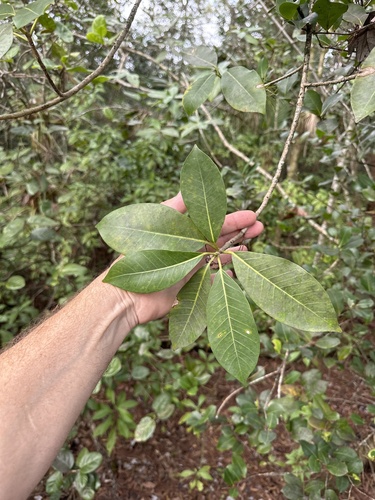 Foto de Gameleira
