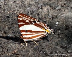 Dodona deodata