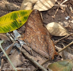Charaxes aristogiton