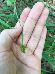 Carex muehlenbergii