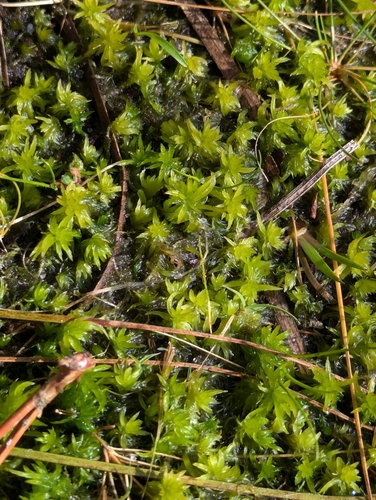 Sphagnum fitzgeraldii observed 2025-01-02