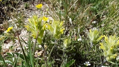 Castilleja puberula