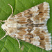 Dusky Sallow - Photo (c) Tony Morris, some rights reserved (CC BY-NC)