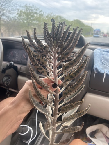 Foto de Dedinhos de Anjo