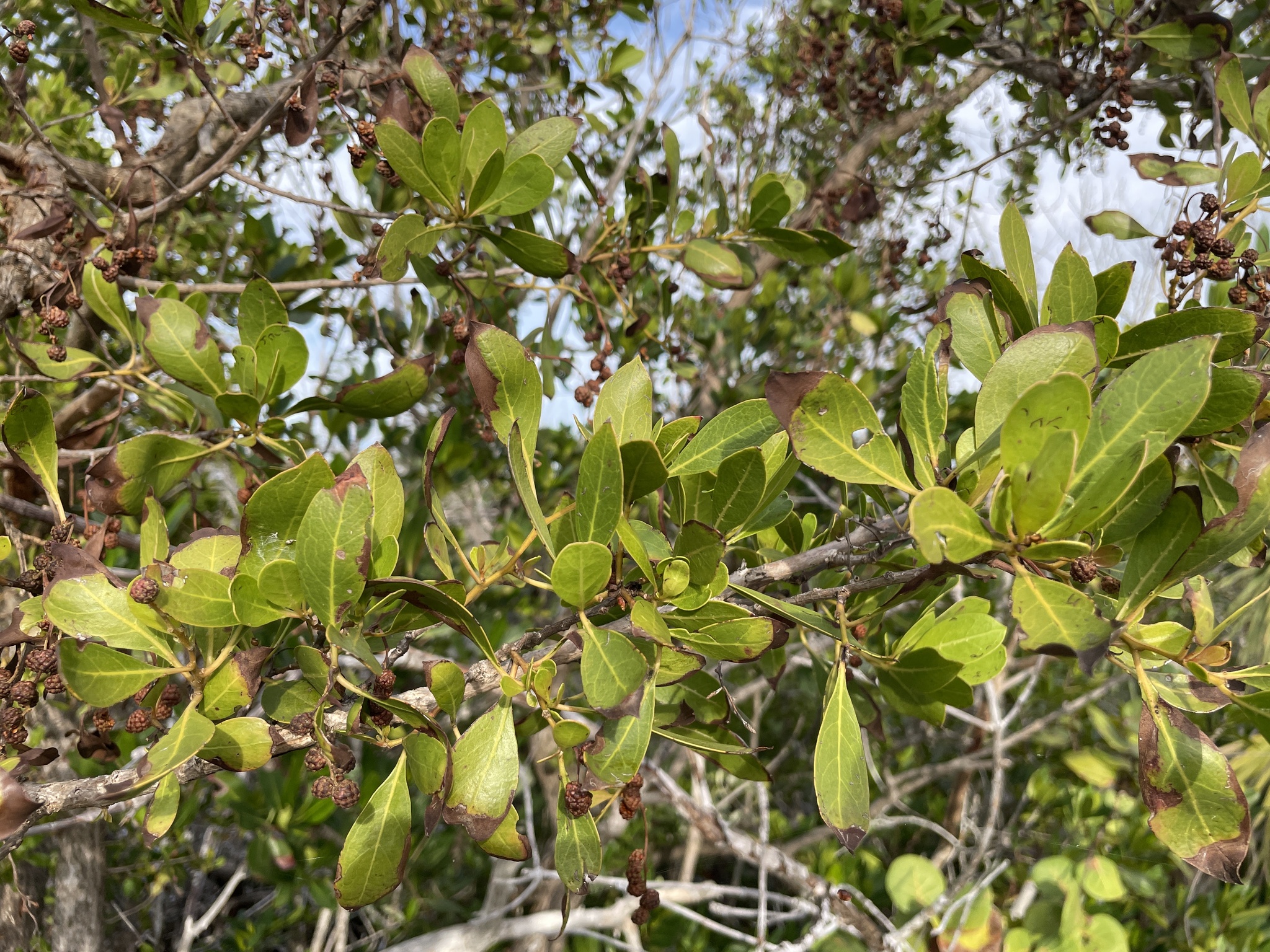 Imagem de Mangue-de-botão