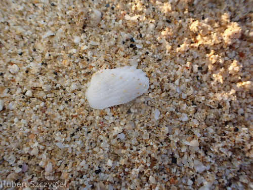 Barbatia divaricata observed 2025-01-01