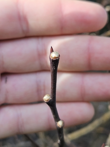 Western Leatherwood winter