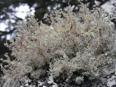 Sphaerophorus globosus