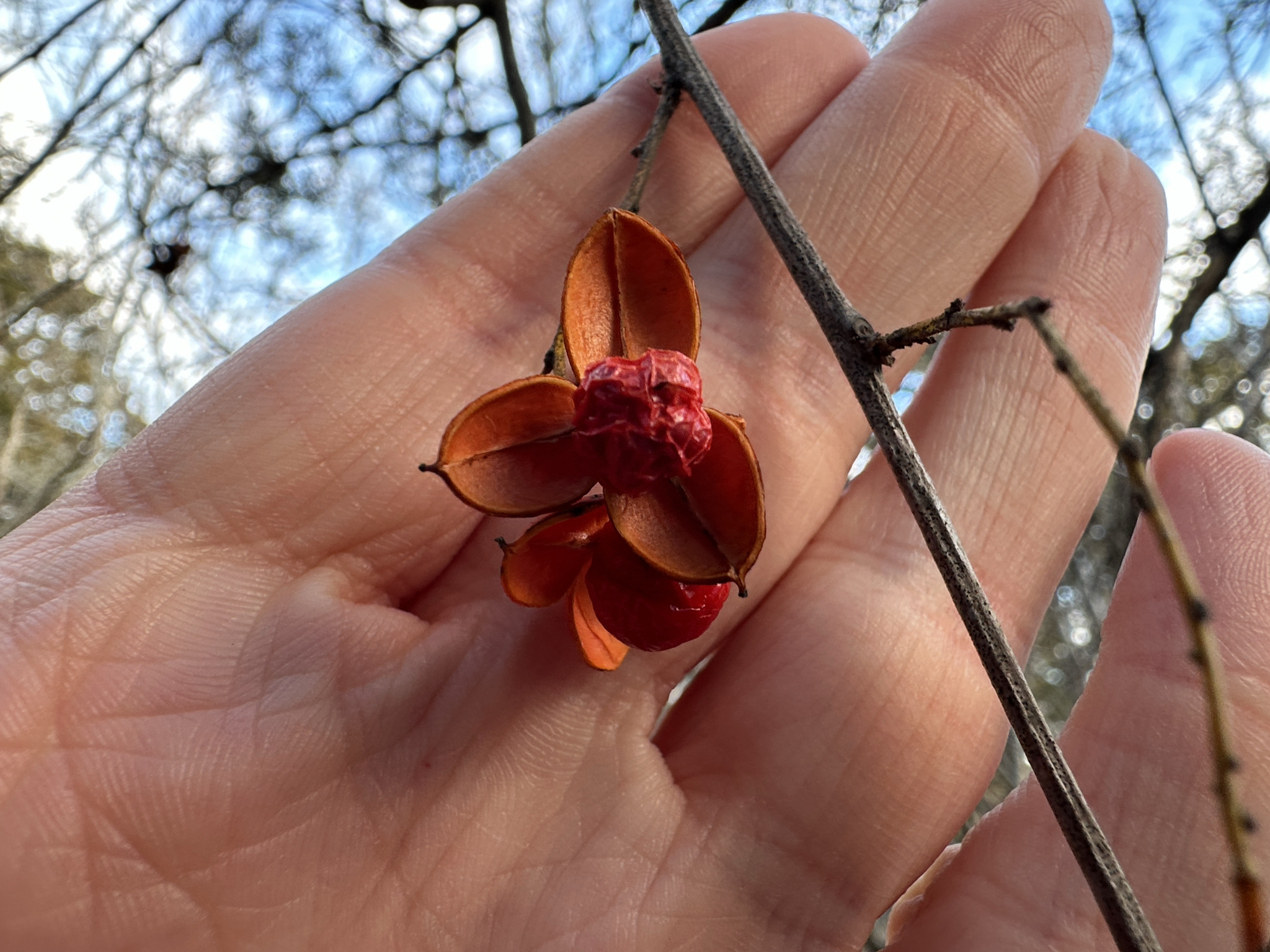 Imagem de Escada-de-jacaré