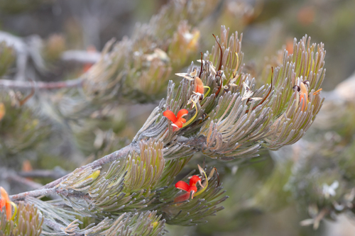 Adenanthos sericeus