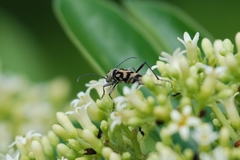 Chlorophorus graphus