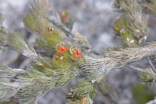 Adenanthos sericeus