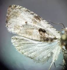 Olethreutes punctanum