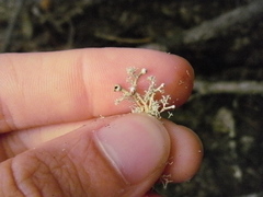 Sphaerophorus globosus