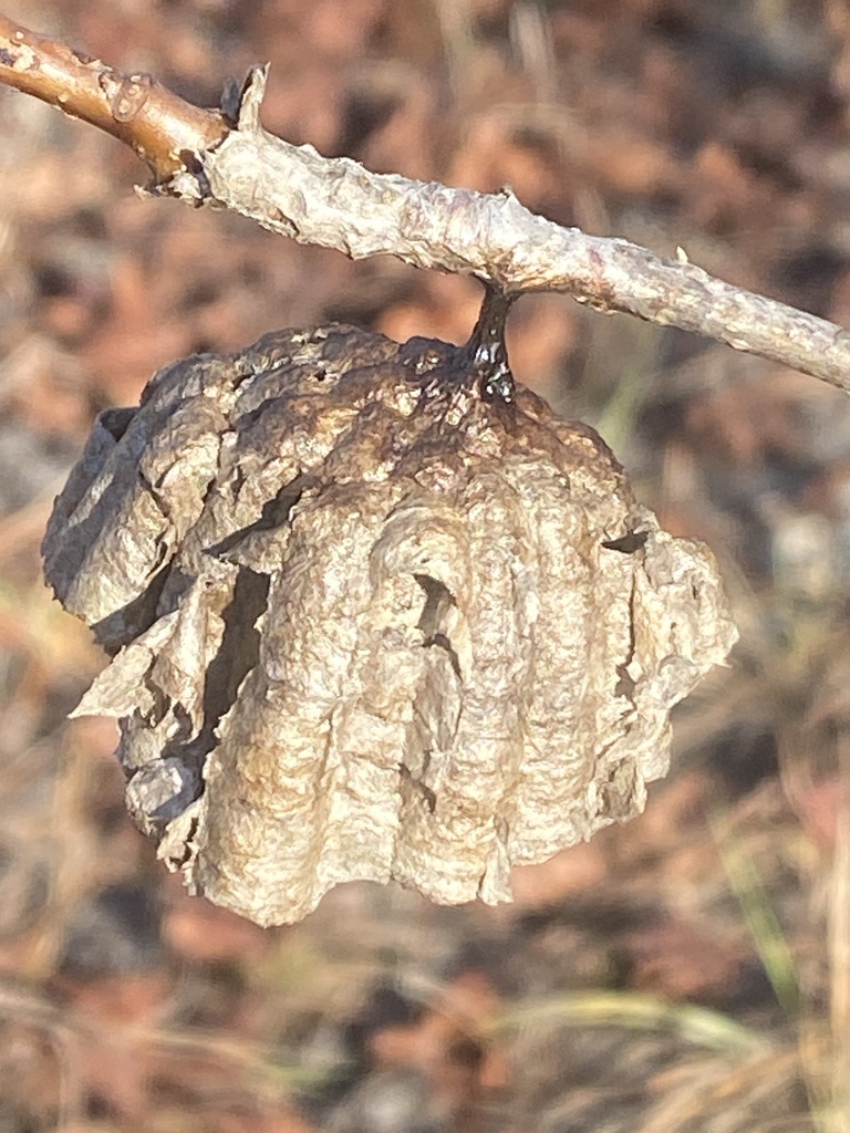 Winged and Once-winged Insects from Ponce De Leon, FL, US on January 2 ...