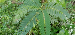 Cassiinae