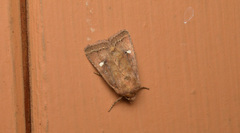 Pseudorthodes puerilis