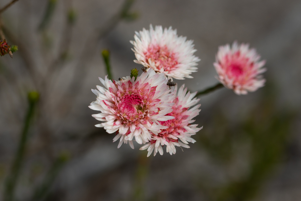 Actinodium cunninghamii; photograph (c) Kym Nicolson, some rights reserved (CC BY)