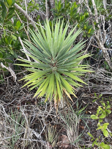 Foto de Yucca