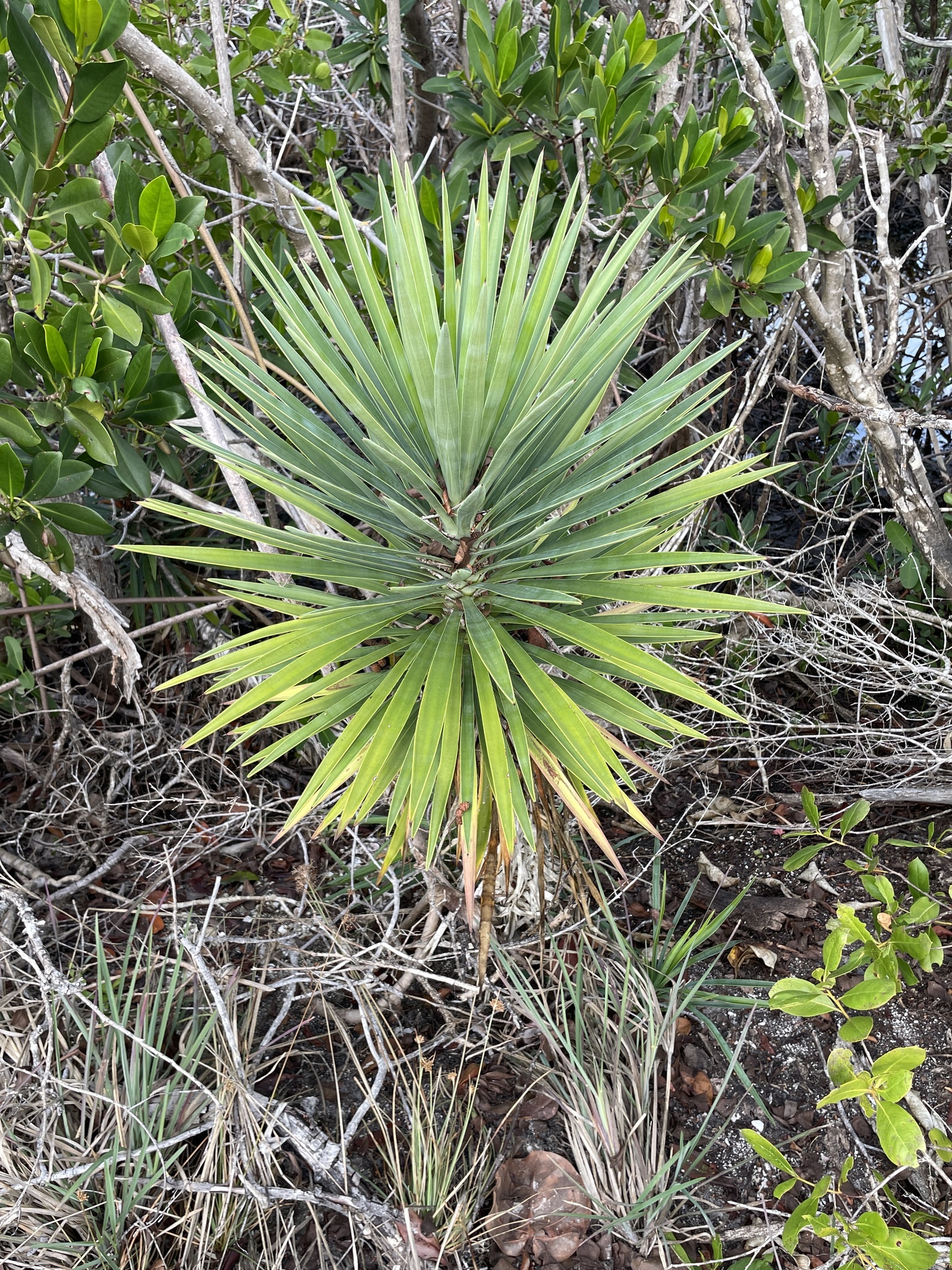 Imagem de Yucca