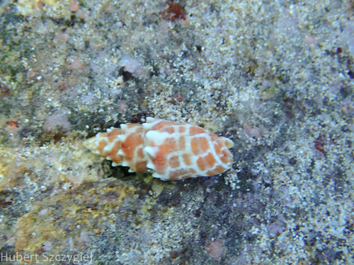 Mitra stictica observed 2025-01-01