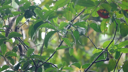 Posoqueria gracilis