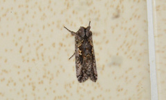Syngrapha alias