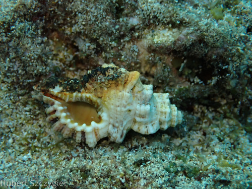 Cymatium nicobaricum observed 2025-01-01