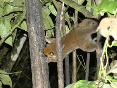 Cheirogaleus