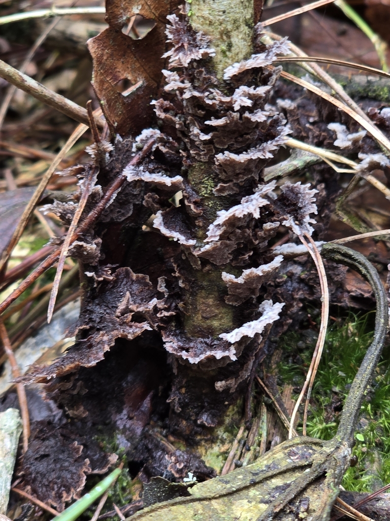 Thelephora terrestris · November 2024 · photo: © alan_rockefeller (iNaturalist, cc-by-sa)