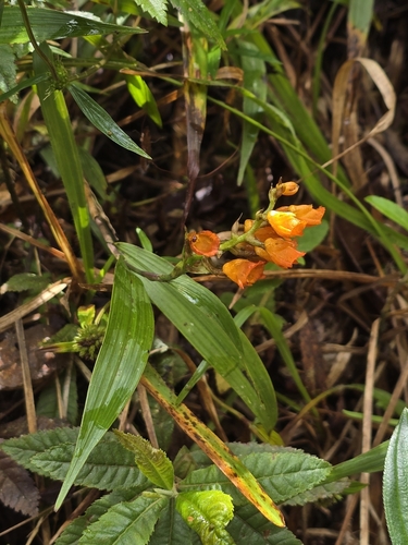 Image of Elleanthus aurantiacus by (c) Alan Rockefeller, some rights reserved (CC BY)